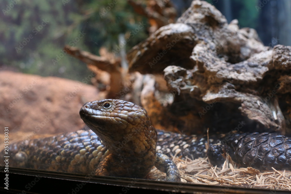 Lizard at the Philadelphia Zoo