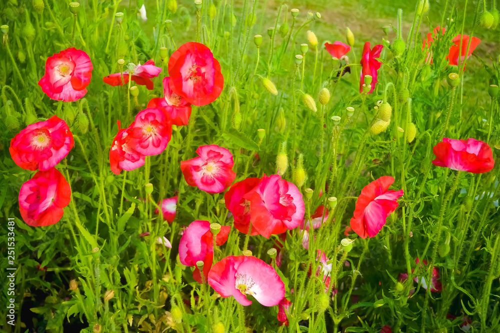Naklejka premium Petunia also called Camellia is a flowering plants of South American origin. Petunia is a genus of plants. They are in Nightshade family related to tobacco.