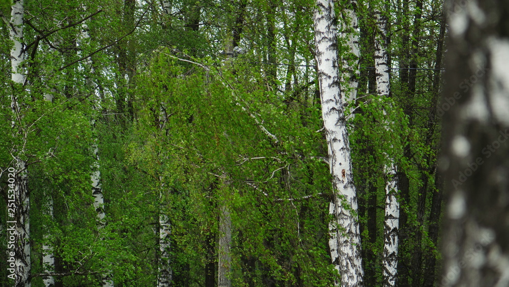Fototapeta premium birch