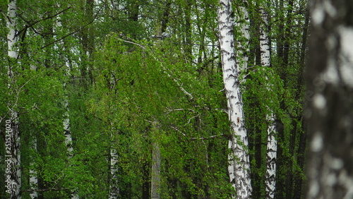  birch