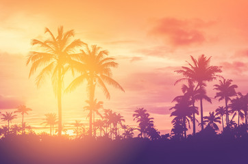 Copy space of tropical palm tree with sun light on sky background.