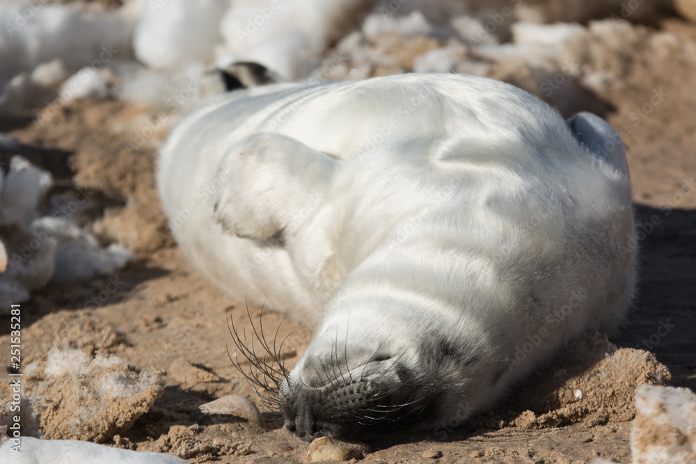 Naklejka premium Wild baby seal taking sunbath