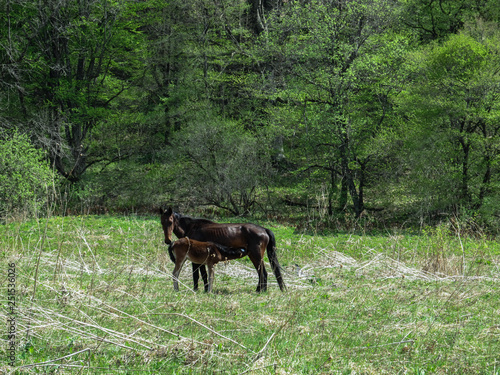 A black horse feeds its foal on a spring green meadow in the forest © Yulia