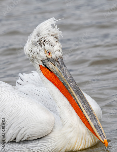 Dalmatian pelican (Pelecanus crispus) Wildlife in natural habitat