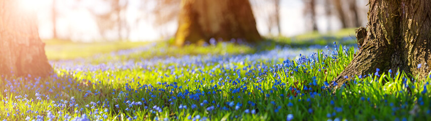 Scilla flowers in the park