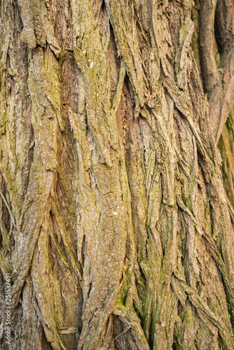 Texturen einer Baumrinde photo