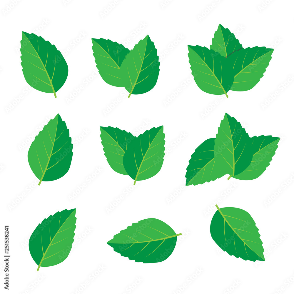 Mint vector drawing. Mint leaves vector logo Mint vector drawing. Mint leaves vector logo