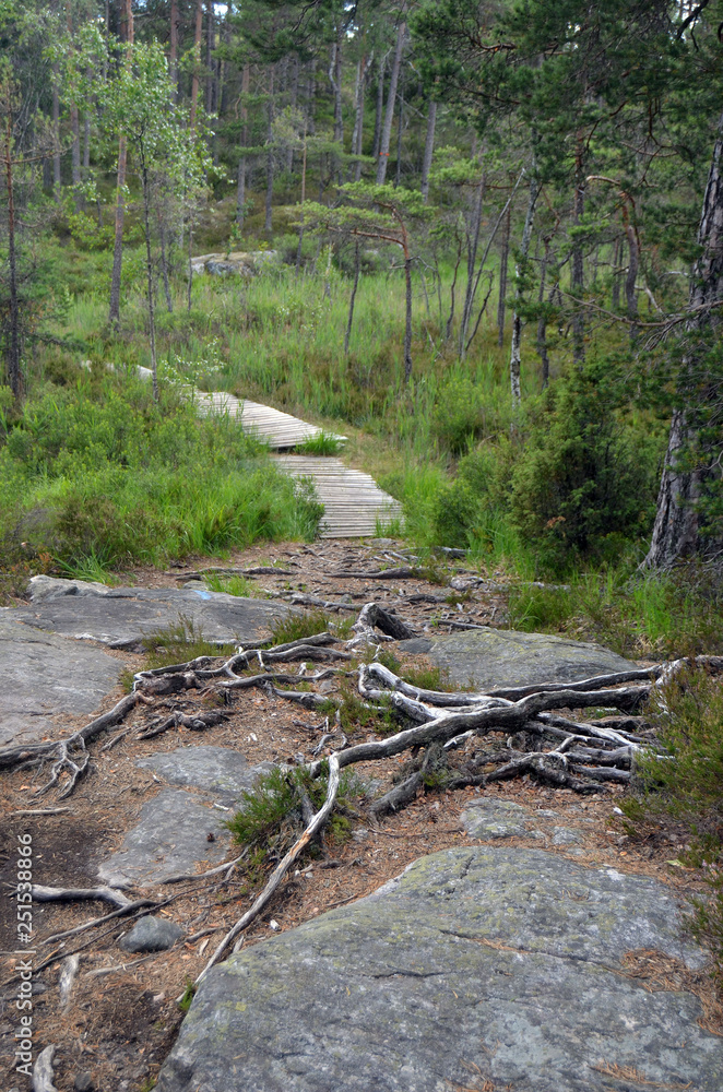 Naklejka premium Forest on a summer day in Central Norway