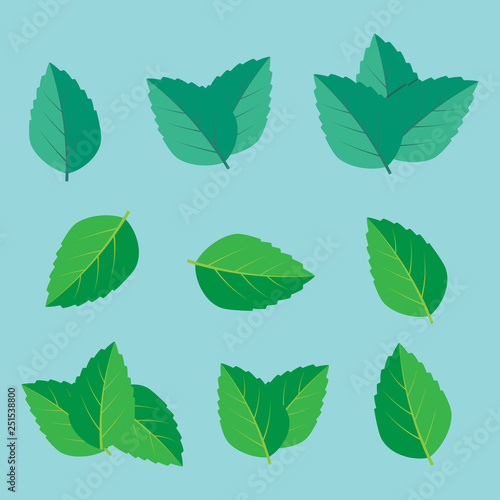Leaf herbal spearmint plant. Mint leaf vector illustration © 3dwithlove