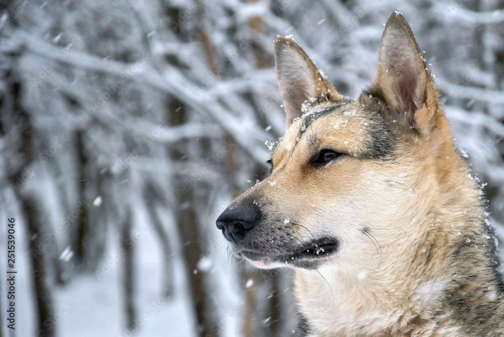 beautifull dog in a winter forest