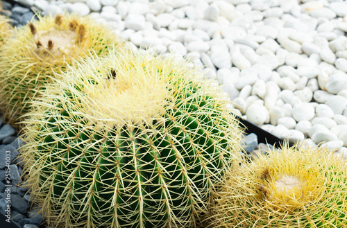 Closue up Barrel Cactus (Echinocactus grusonii) background texture photo