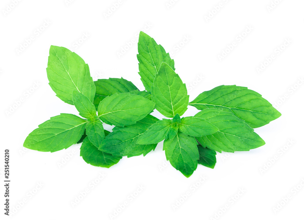 Closeup fresh mint isolated on white background, herb and medical concept, selective focus Closeup fresh mint isolated on white background, herb and medical concept, selective focus