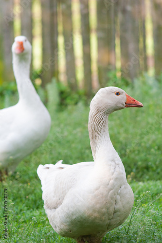 White geese on green grass field