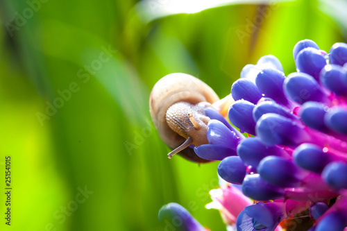 Snails and Aechmea gamosepala, bromeliad photo