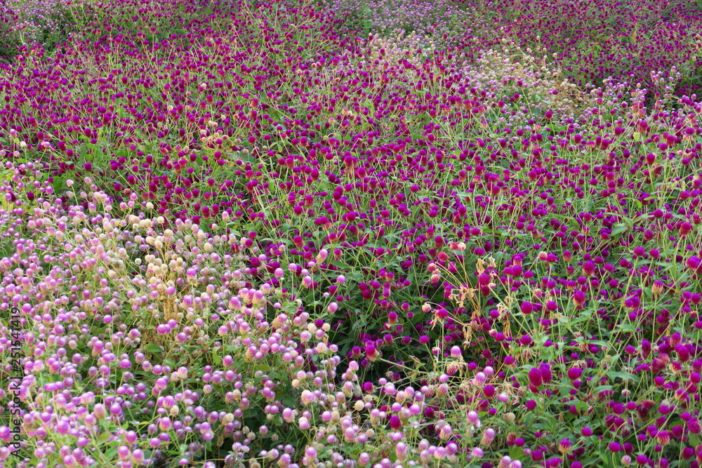 Buissons de petites fleurs roses et violettes Buissons de petites fleurs roses et violettes