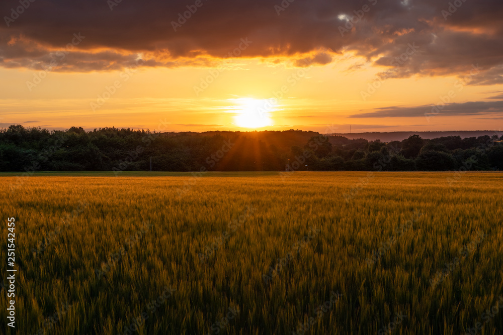 The sunset over wheat field in Germany