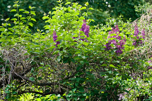 Violet bunches of lilac in bright green foliage