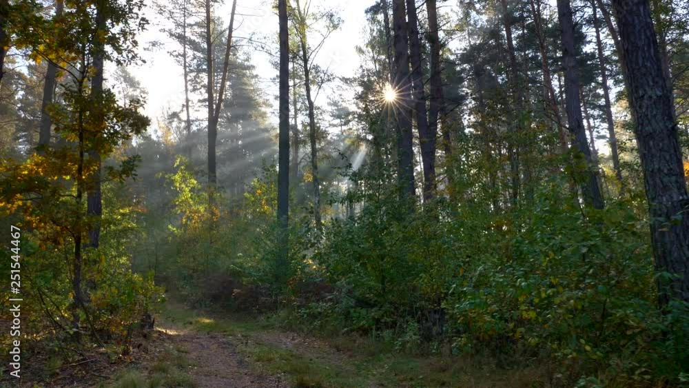 Summer forest early in the morning with sun rays. Walking along forest path Summer forest early in the morning with sun rays. Walking along forest path