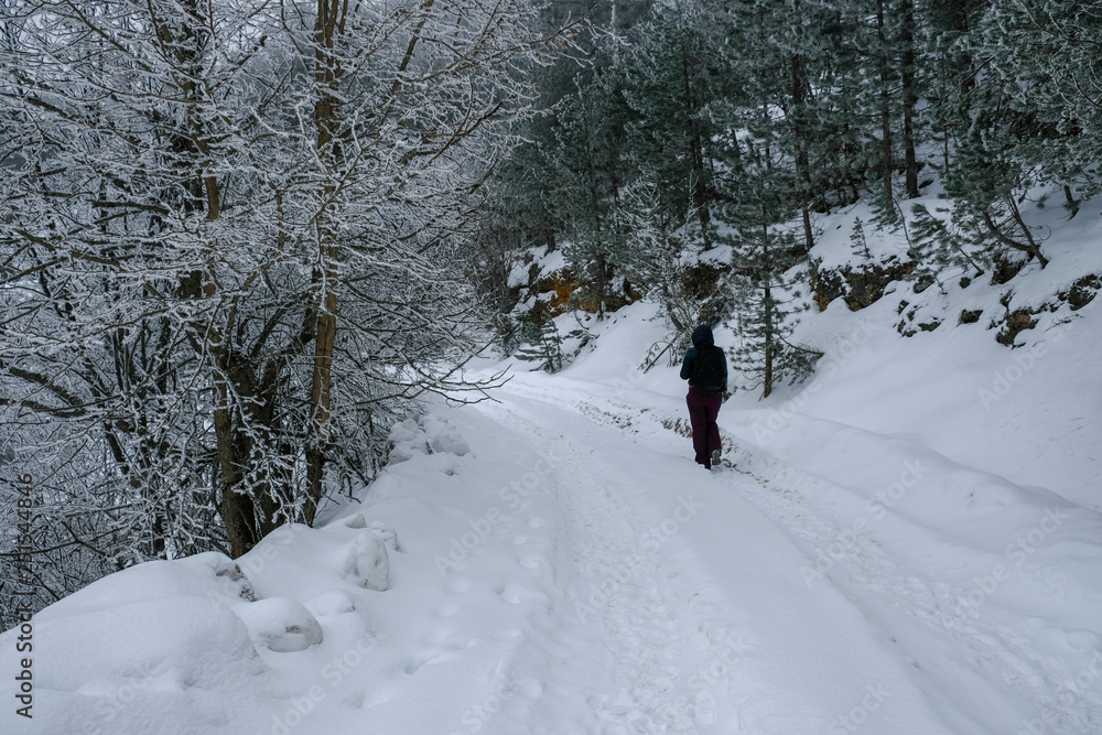 woman walks alone on snowy winter day, trekking