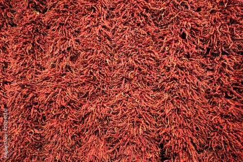 Close up of chili peppers