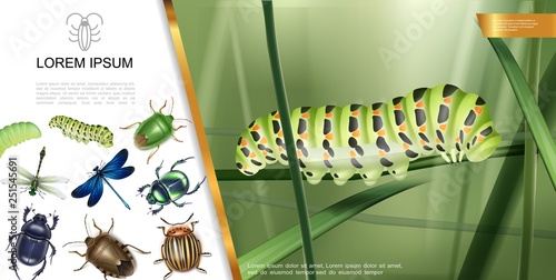 Realistic Insects Composition