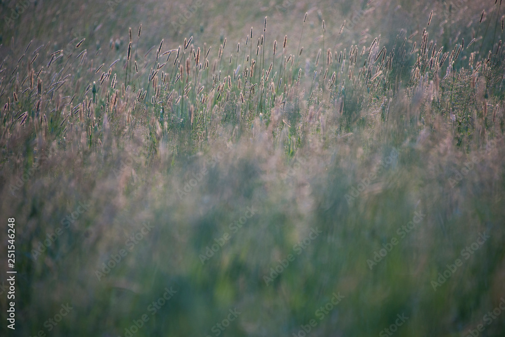 Blurry wild grass fox tails in a meadow Blurry wild grass fox tails in a meadow