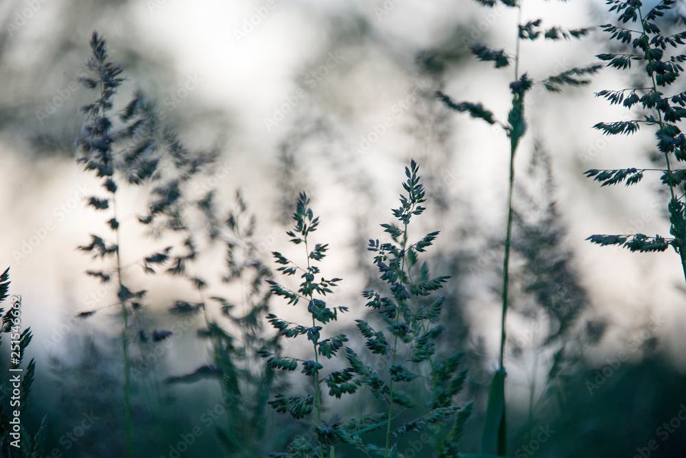 Dreamy and whimsical grass in a meadow Dreamy and whimsical grass in a meadow
