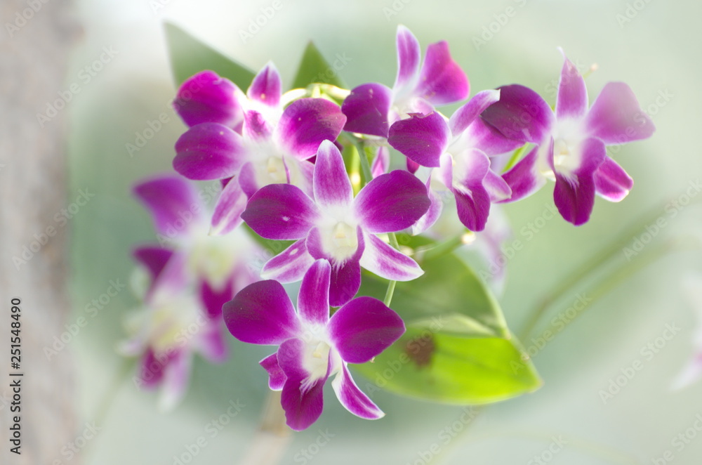 Beautiful Pink Orchids. Flower Bright Tone. Beautiful Pink Orchids. Flower Bright Tone.