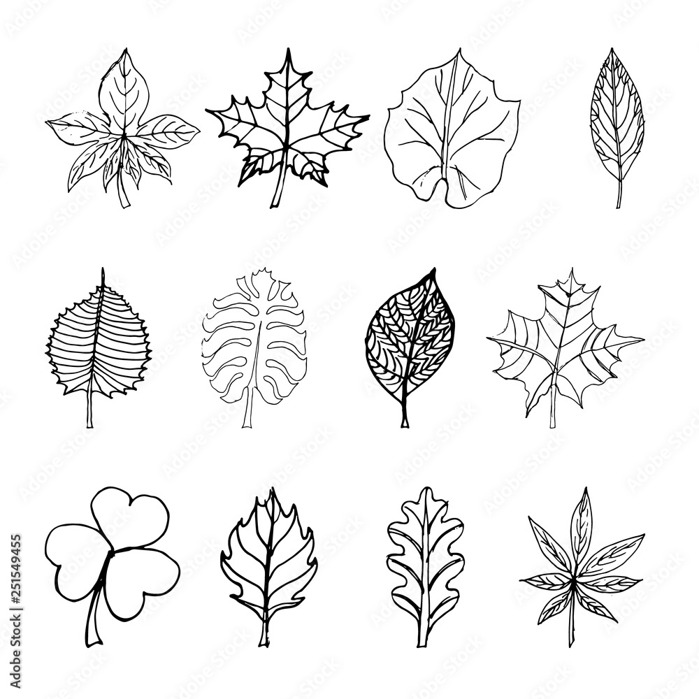 set of sketches with leaves