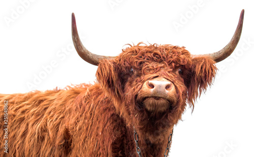 scottish longhair cow