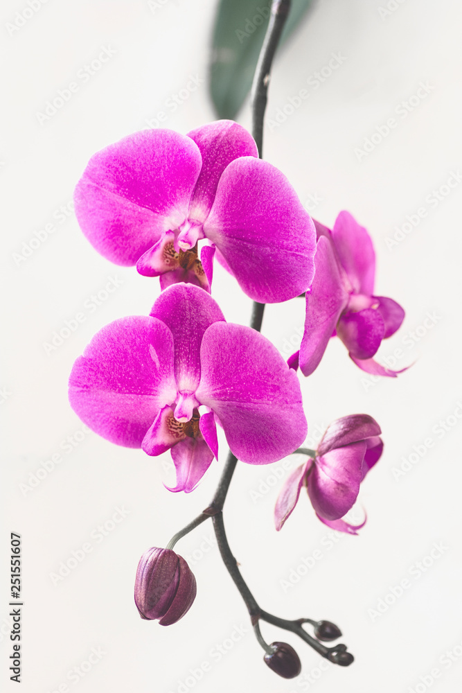 pink Phalaenopsis Orchid flower in winter or spring day tropical garden isolated on white background. pink Phalaenopsis Orchid flower in winter or spring day tropical garden isolated on white background.