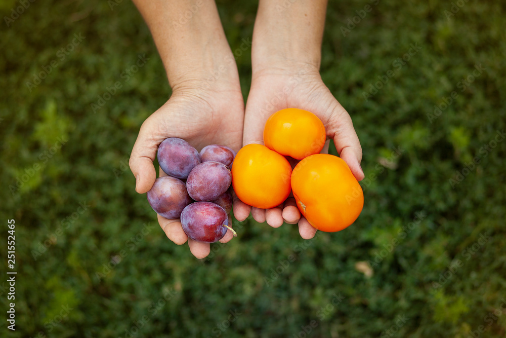 Farmer hands holding fresh harvest of plums and tomato on green grass background. Farmer hands holding fresh harvest of plums and tomato on green grass background.