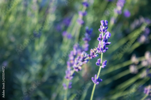 Fragrant mountain lavender flowers close-up with free space for your text.