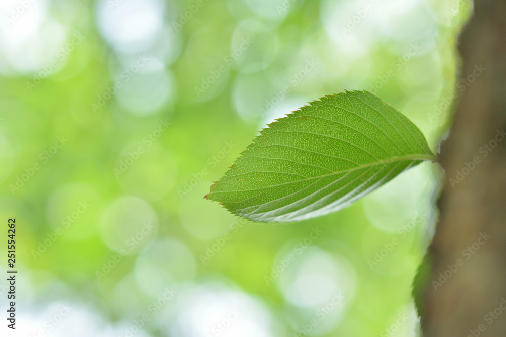 Green leaf Green leaf