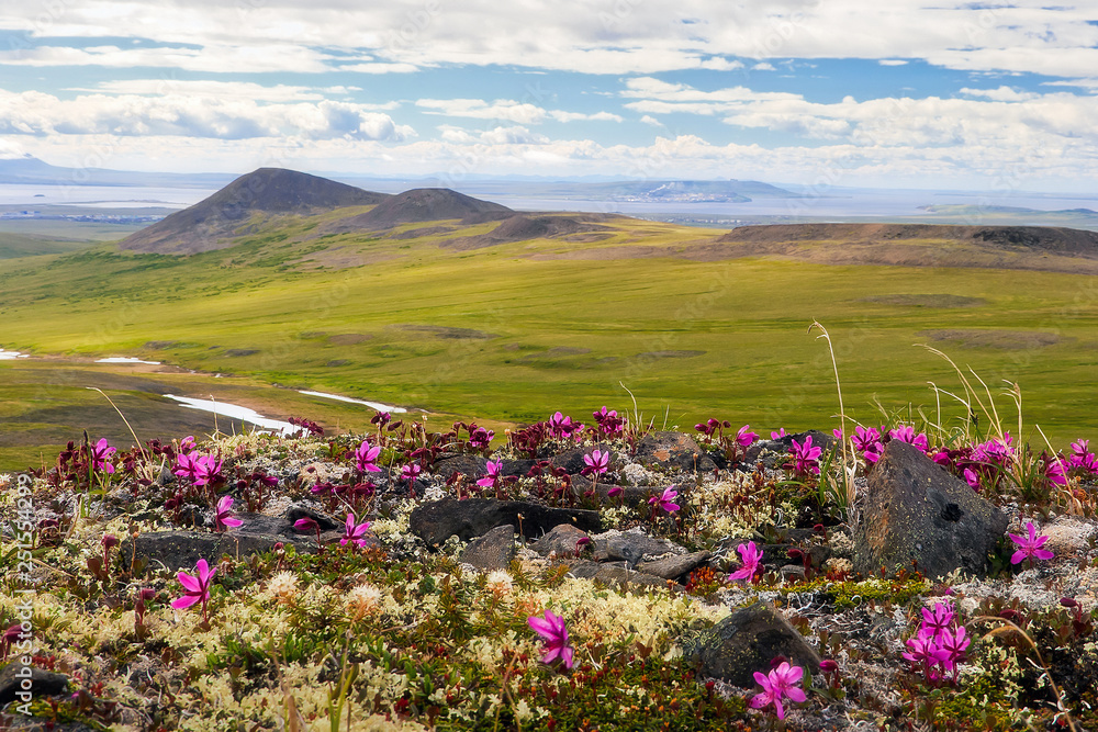 Fototapeta premium Beautiful summer landscape. Wild flowers Rhododendron camtschaticum bloom on the hills. In the distance Anadyr estuary. In the sky, clouds. Golden Ridge, Chukotka, Siberia, Far East of Russia. Arctic.