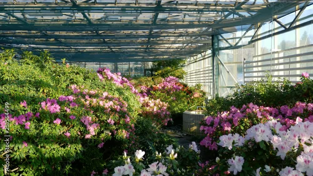 Incredibly beautiful sunny greenhouse. Rhododendron Incredibly beautiful sunny greenhouse. Rhododendron