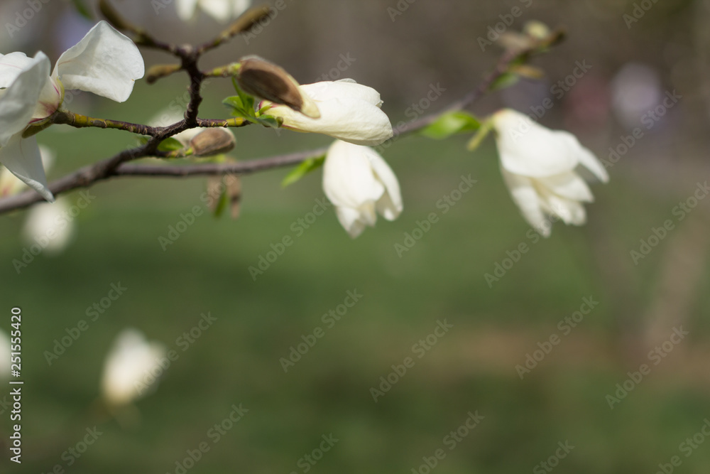 Branch of white Magnolia on a background of green forest