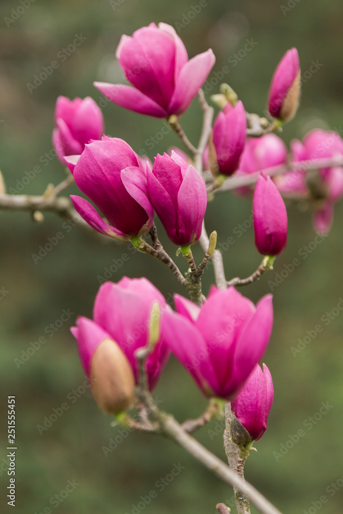 Branch pink Magnolia on a background of green forest Branch pink Magnolia on a background of green forest