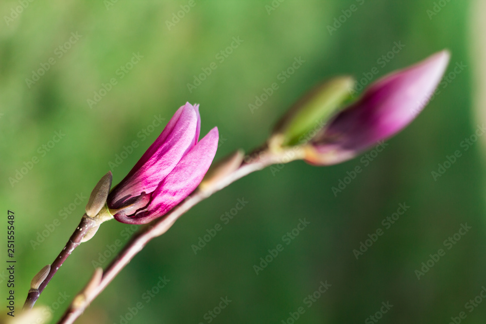Branch pink Magnolia on a background of green forest Branch pink Magnolia on a background of green forest