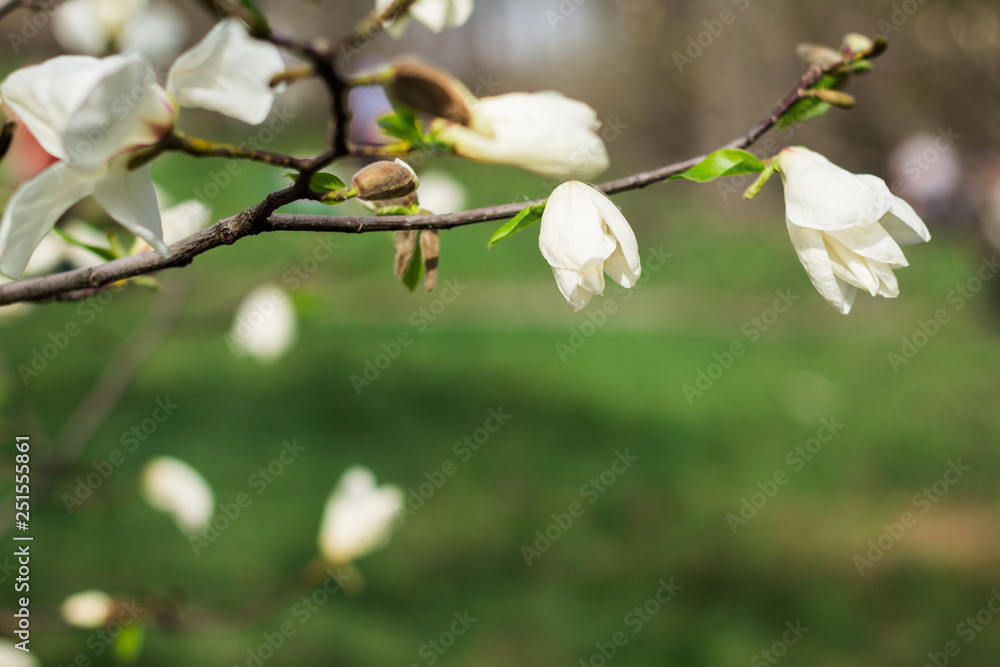 Sprig of white Magnolia