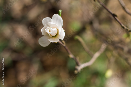 Fototapeta Naklejka Na Ścianę i Meble -  Branch of white Magnolia on a background of green forest