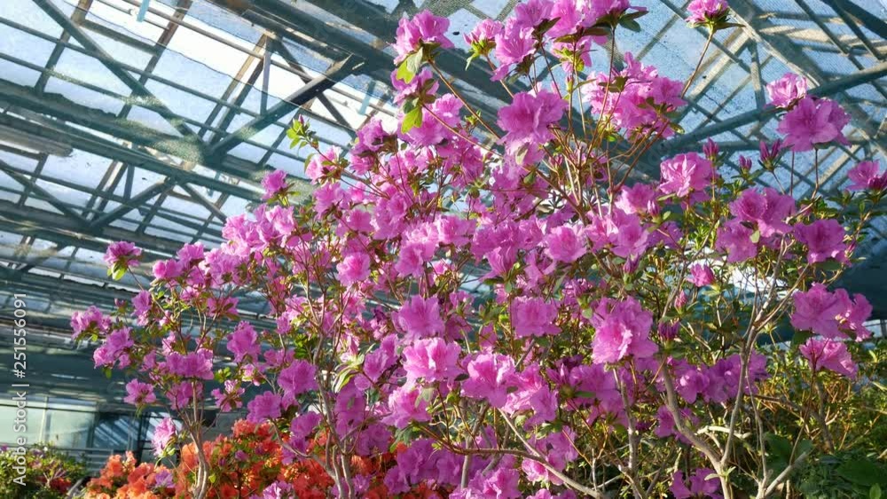 Blooming rhododendron flowers in the greenhouse. Rhododendron Blooming rhododendron flowers in the greenhouse. Rhododendron