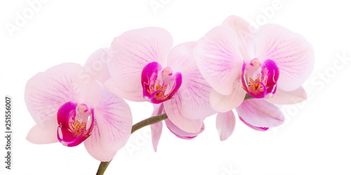 Close up of a colorful flowering Phalaenopsis orchid isolated on white background