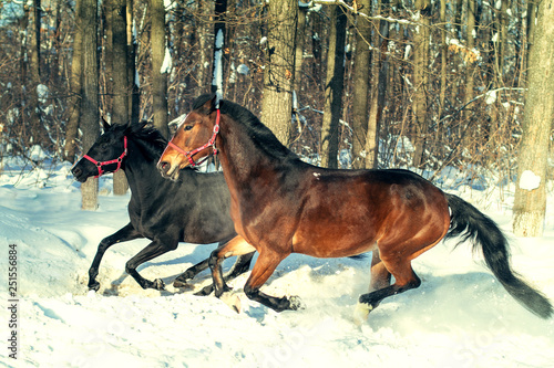 Wallpaper Mural the horse in motion Torontodigital.ca