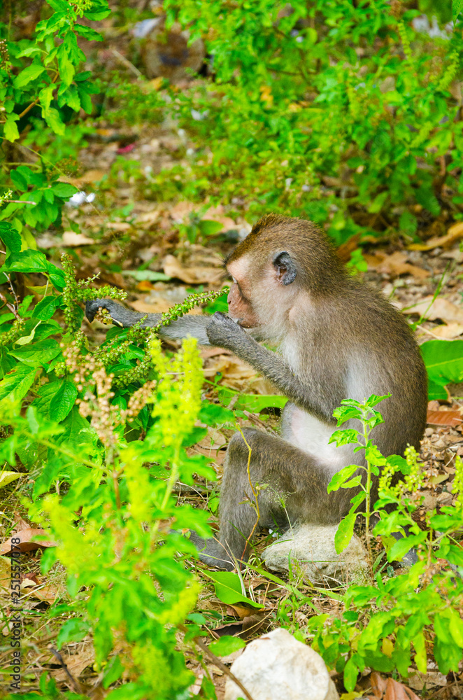 macaco mangia le foglie