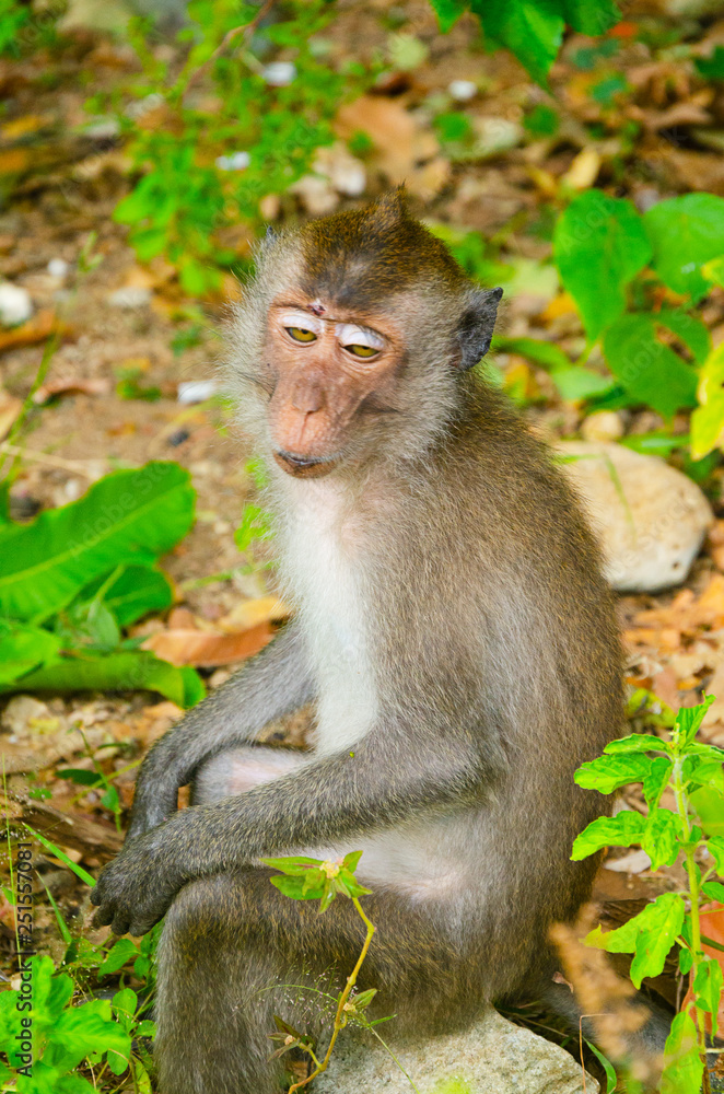 macaco tailandese macaco tailandese