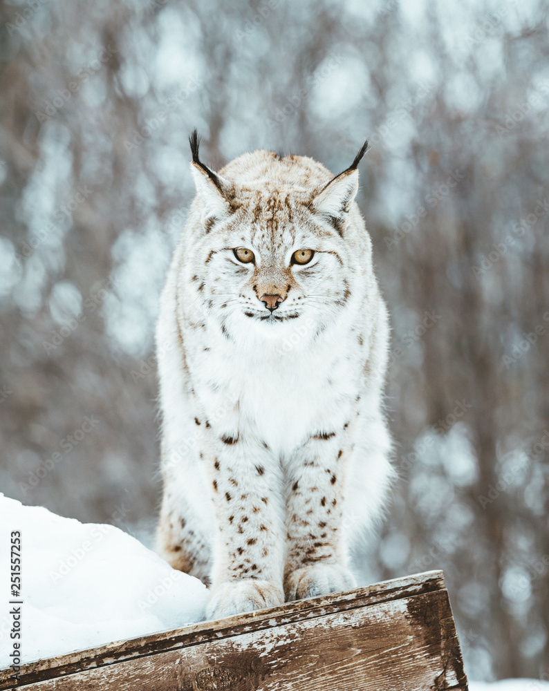 The Arctic Lynx of Scandinavia The Arctic Lynx of Scandinavia