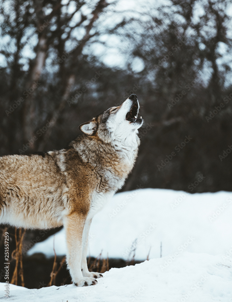 Obraz premium The wolves of The North Scandinavia