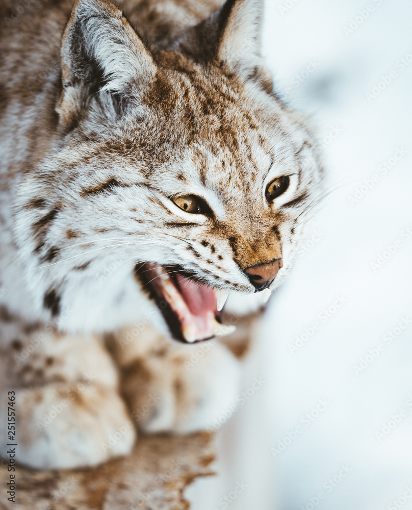 Fototapeta premium The Arctic Lynx of Scandinavia
