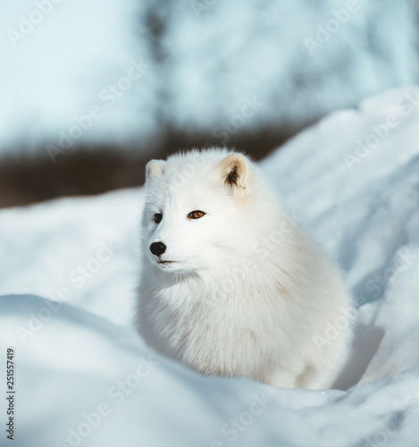The Arctic Fox of Scandinavia